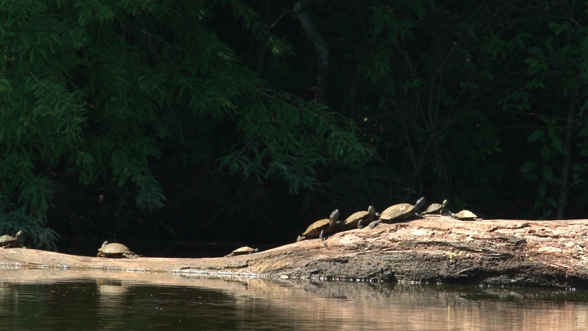 
A group of turtles lazily sunning themselves on a log at the Wheeler NWR in northern Alabama.  One turtle decides to turn around and face the other direction in order to heat up the other side of him