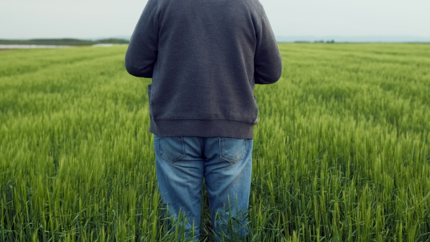 Rear view of senior farmer standing in barley field examining crop.