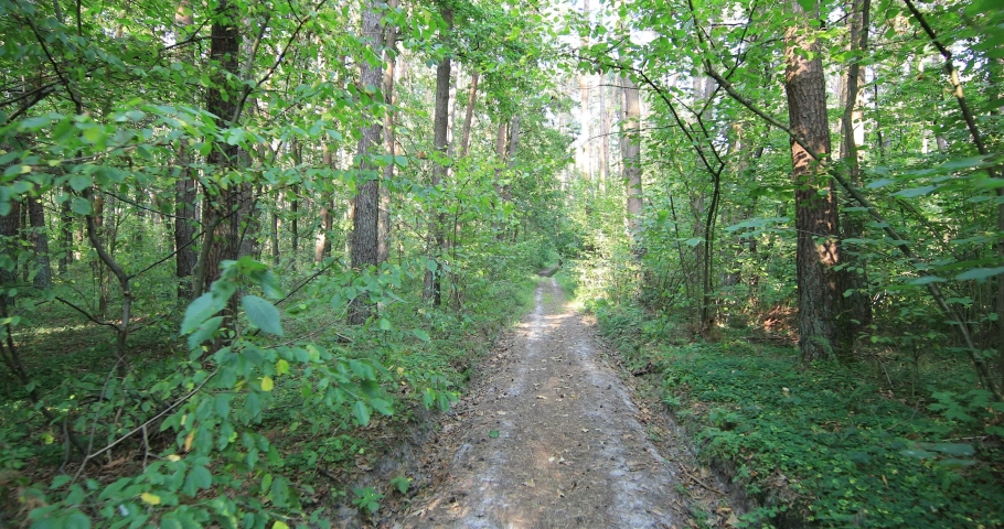 forest with path and bright sun shining through the trees.