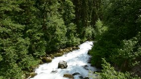 Mountain stream surrounded by forest