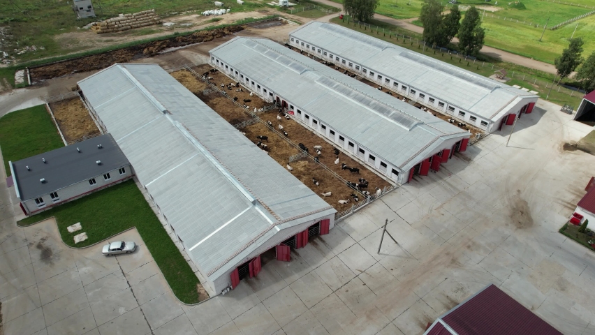 Countryside farm, cows are resting in the pens, view of farm buildings and hangars from a height.