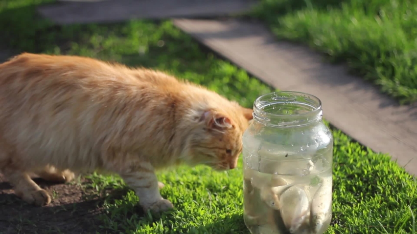 A Cat Playing With Fish in the jar | Shutterstock HD Video #1093782401