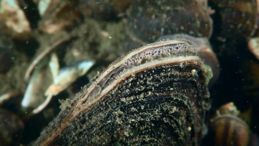Freshwater bivalve Swan mussel (Anodonta cygnea) opening a siphon to filter water, close-up. | Shutterstock HD Video #1093783841