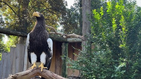 7 Bald Eagle Wallpaper Stock Video Footage - 4K and HD Video Clips | Shutterstock 7 Bald Eagle Wallpaper Stock Video Footage - 4K and HD Video Clips | Shutterstock