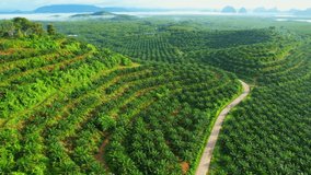 Aerial drone video of palm oil plantation on the hill. Agriculture industry in tropical. Many limestone mountain islands in the background. Phang Nga Bay, Phang Nga Province, Southern Thailand. 4K
