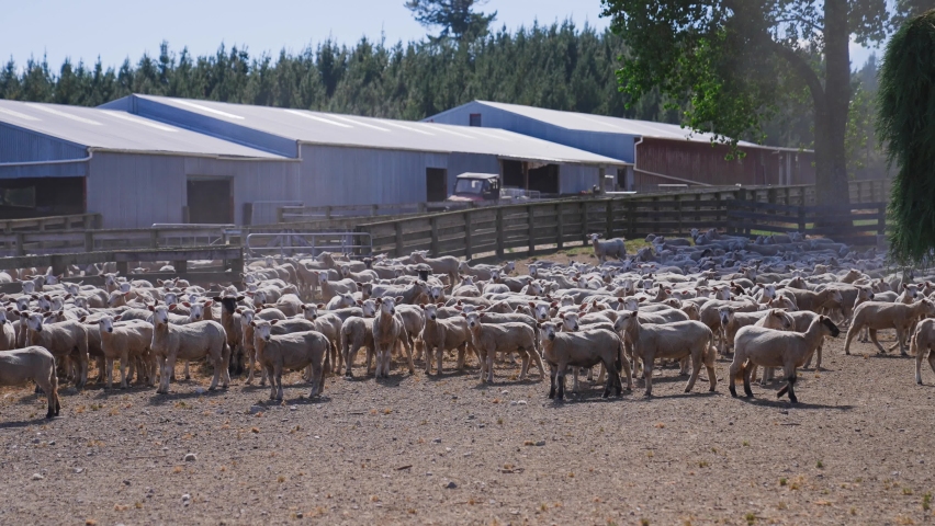 Large herd of sheep standing in fenced paddock near farm building, sandy soil, running away