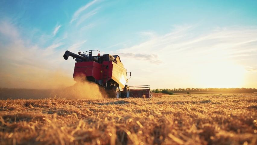 Working harvesting combine in wheat field on sunset. Agricultural machinery, rear view. Technique helps in agribusiness. Production and cultivation for harvesting ripe wheat and sale. Natural Royalty-Free Stock Footage #1093789483