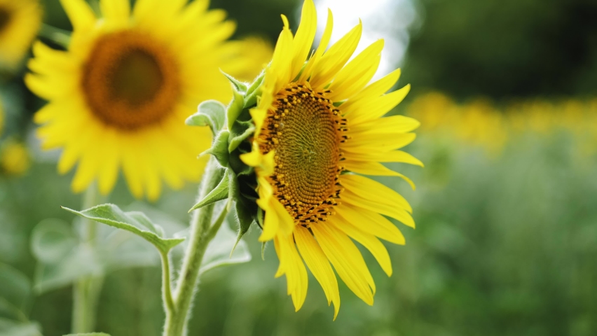 Close up selective focus on sunflower in sunflowers farm field. Summertime agricultural nature landscape on sunset. Bright colorful and beautiful flower under sunlight on back blue sky. Growing.