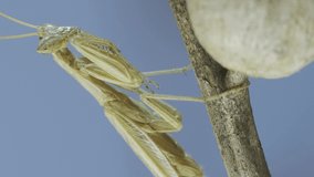  Small praying mantis sits on Henbane dry flowers on blue sky background. Crimean praying mantis (Ameles heldreichi) male on Black Henbane (Hyoscyamus niger). Macro shot, Vertical video