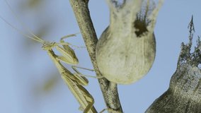  Small praying mantis sits on Henbane dry flowers and washes on blue sky background. Crimean praying mantis (Ameles heldreichi) male on Black Henbane (Hyoscyamus niger), Vertical video