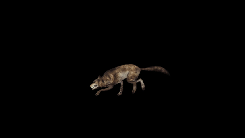 Running Wolf animation. Full HD 1920×1080.5 Second Long. Transparent Alpha video. LOOP. Royalty-Free Stock Footage #1093793377