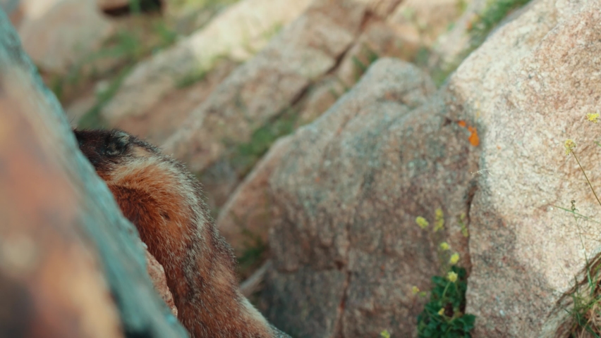 Marmot Close up Rocky Mountain National Park