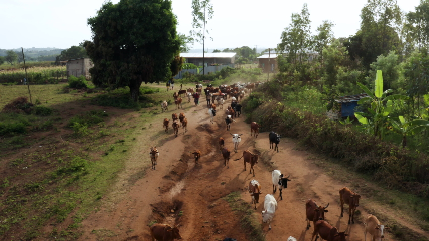 Herding Cows On Dirt Road Towards Jinka Town Market In Eastern Ethiopia. Aerial Wide Shot Royalty-Free Stock Footage #1093797045