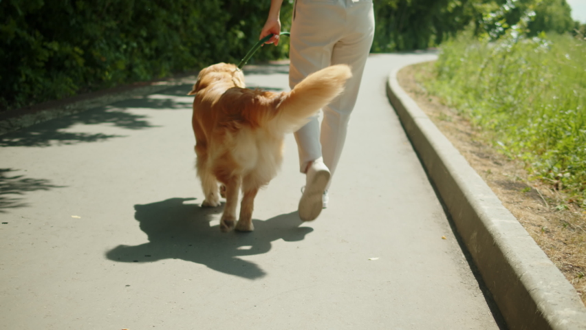 Woman cynologist walking golden retriever. Professional animal trainer going with labrador outdoor. Dog walking service. Happy domestic animals. Royalty-Free Stock Footage #1093802665