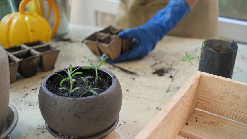 Selective focus on ceramic pot with growing rosemary seedlings over blurred florist in blue rubber gloves, using garden shovel, puts soil into peat pots while planting seeds. Floriculture. Gradening