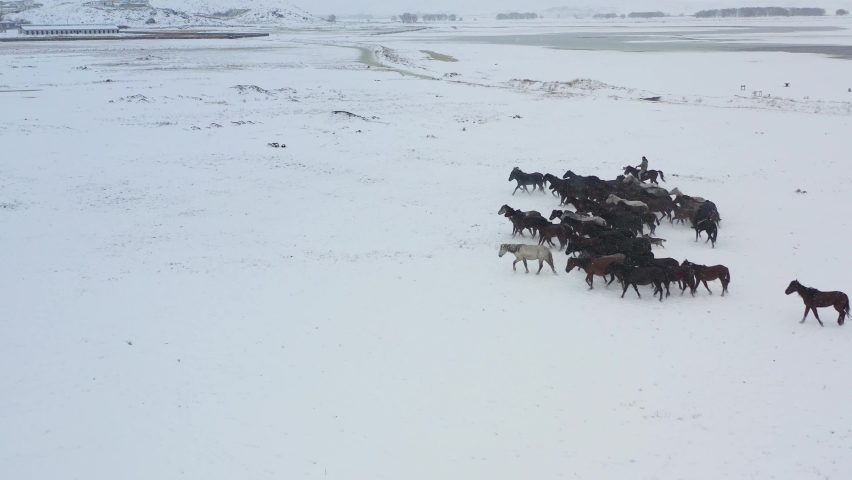 free horses (yilki horses) on the snow, Kayseri, Turkey