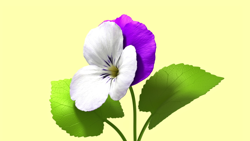 3d glitch of flower viola. Seamless looped. NFT concept. 3D animation. 4k.
 Royalty-Free Stock Footage #1093805945