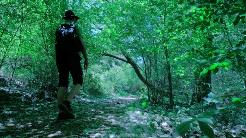 Man is walking with a backpack. Male is hiking in nature. Green forest landscape. White poplar fluff with seeds which covers forest ground. Green plants trees and grass. Beauty in nature.