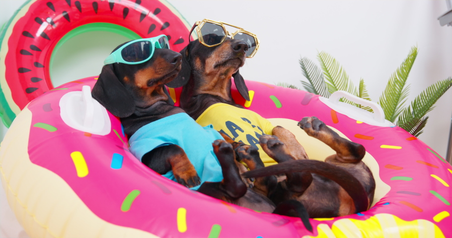 Dogs in bright t-shirts, dark glasses lie lazily on nest in rubber ring, relax. Concept of bright, serene, passive, carefree beach summer holiday, vacation, weekend. Image of tourists at the resort Royalty-Free Stock Footage #1093815265