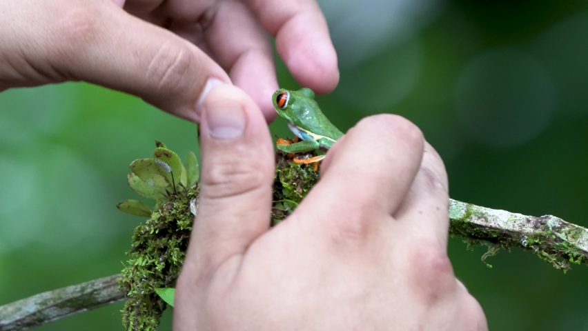 Red eyed tree frog Agalychnis callidryas on a branch in Costa Rica | Shutterstock HD Video #1093815349