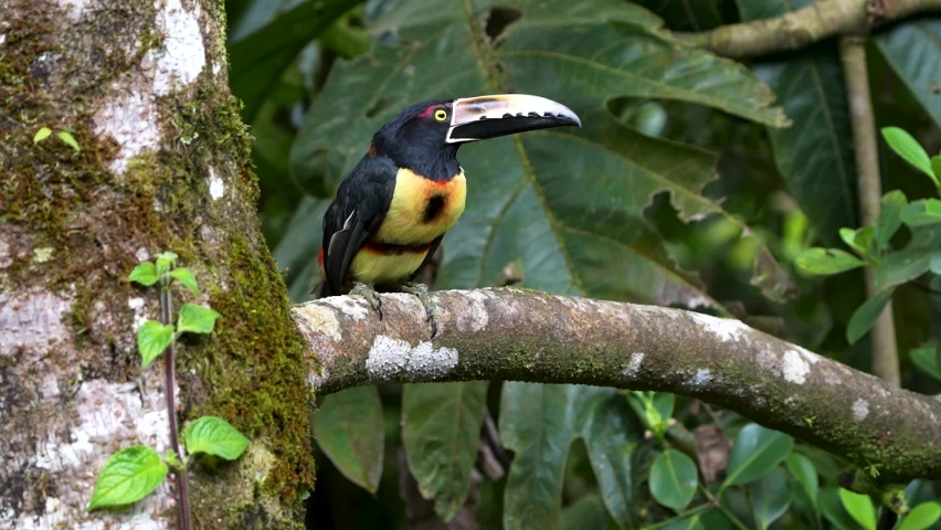 Fiery red and yellow Collared Aracari (Pteroglossus torquatus) Toucan on a branch