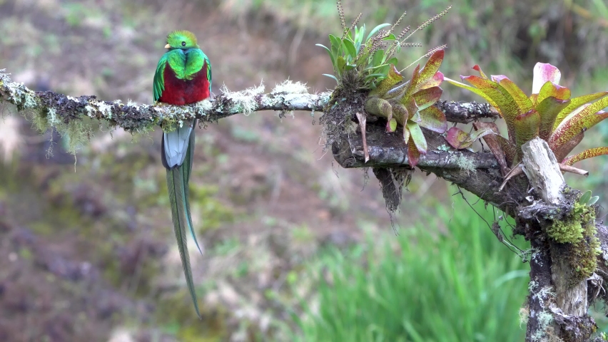 Resplendent Quetzal in Costa Rican Cloud Forest | Shutterstock HD Video #1093815361
