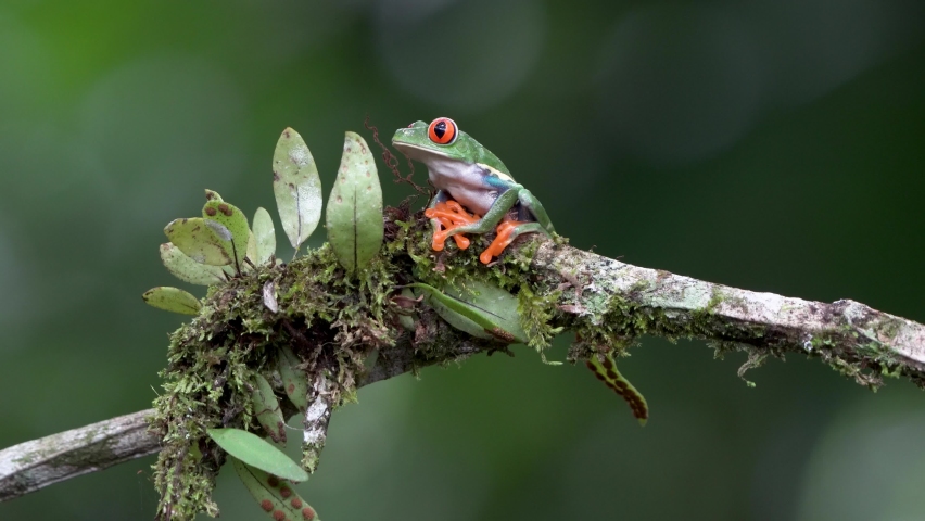 Red eyed tree frog Agalychnis callidryas on a branch in Costa Rica | Shutterstock HD Video #1093815369