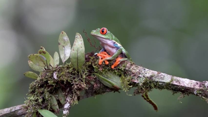 Red eyed tree frog Agalychnis callidryas on a branch in Costa Rica | Shutterstock HD Video #1093815375
