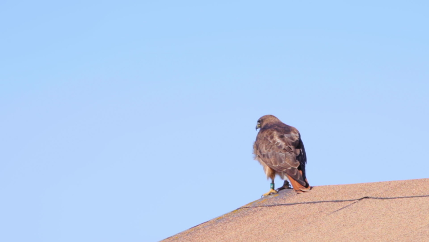 Red-Tailed Hawk Perch On The Roof Then Fly Away During Sunny Day. Closeup