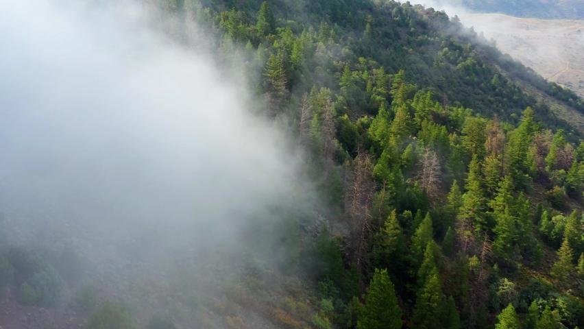 Aerial view passing a fog cloud and forest, in the highlands of sunny Colorado, USA