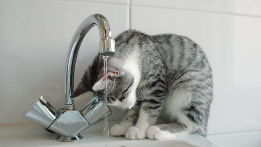 Three static shots of a Silver tabby kitten drinking water from a tap. In the final take the kitten tries to drink the water by using its paw Royalty-Free Stock Footage #1093827687