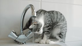 Three static shots of a Silver tabby kitten drinking water from a tap. In the final take the kitten tries to drink the water by using its paw