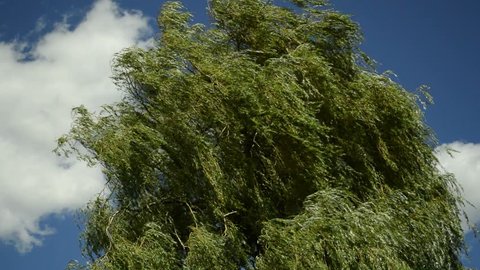 Babylon willow, Salix babylonica, in strong wind
