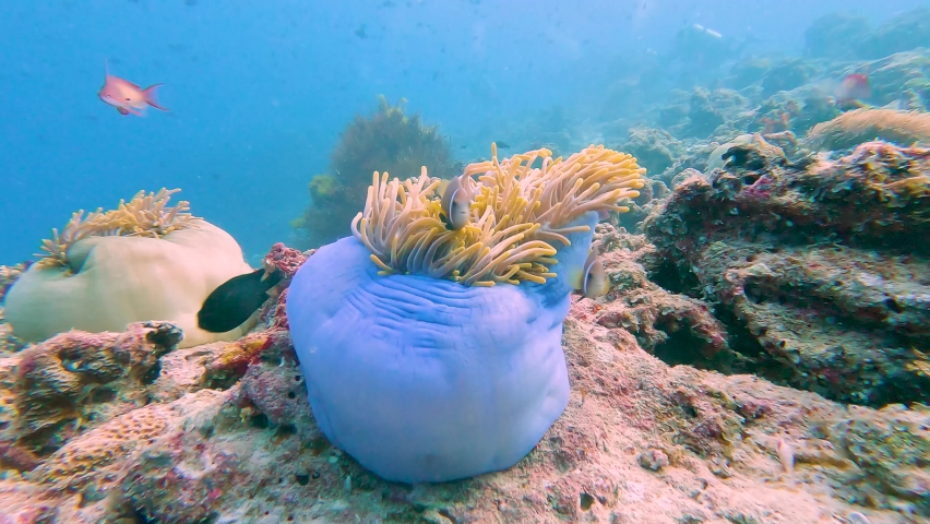 Maldive anemonefish (Amphiprion nigripes) and blue sea anemone underwater in the Indian Ocean on tropical coral reef
