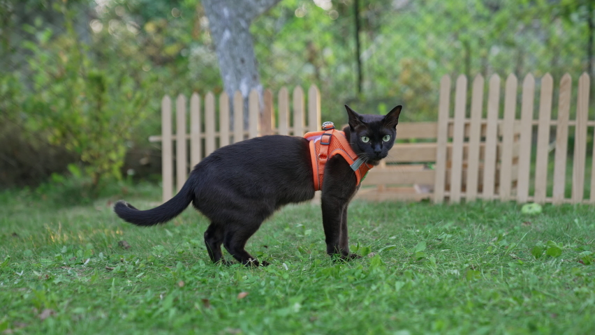 Domestic feline wearing orange harness. Cute black cat standing in the garden. Blurred backdrop.