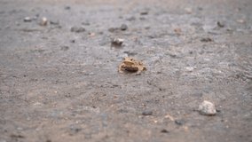 Brown frog crawl on the stony grassy ground in search of food, pound for mating. Toad turns blinks his eyes, stars his nostrils and breathes is waiting. Migration of amphibians. Summer, sunny day 4k