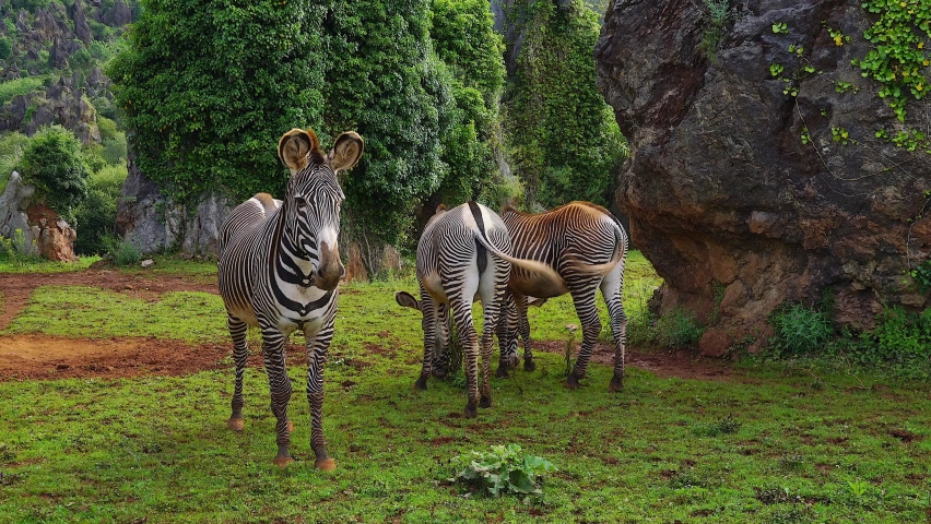 Grevy zebras grazing and posing