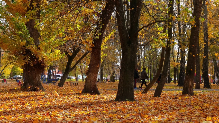 Wind carries fallen leaves among big old trees in city autumn park. Yellow maple leaves fly and fall in sunlight.