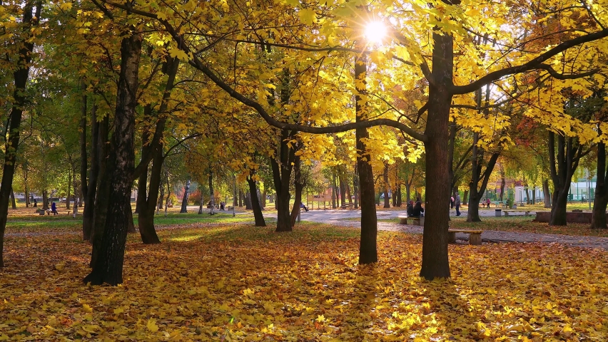 Sun shines through yellow autumn foliage in city park. Autumn maple leaves glow in sun rays. Warm natural backlight.