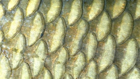 118 Fish Scales Close Up Texture Stock Video Footage - 4K and HD Video ...