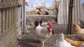 Funny video of Farmer feeding chikens from his hand. Close up view on hens bite feed. Organic farm with poultry breeding concept. Chickens on the farm,