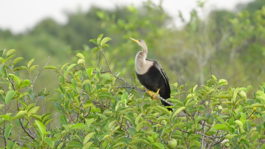 a wide shot of an anhinga bird perching in a pond apple tree at the everglades national park in florida, usa