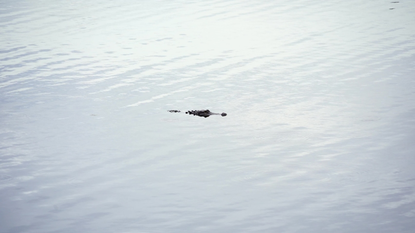  Alligator is hiding in water for food