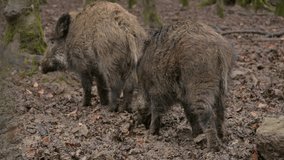 Short videos of wild boars in the wildlife park.