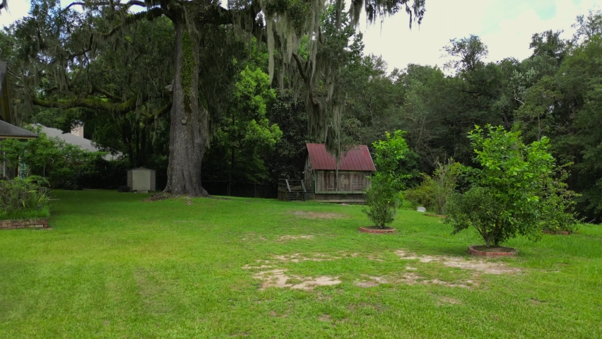 Old oak tree with Spanish moss in Point clear, alabama