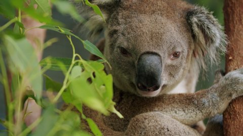 koala nose