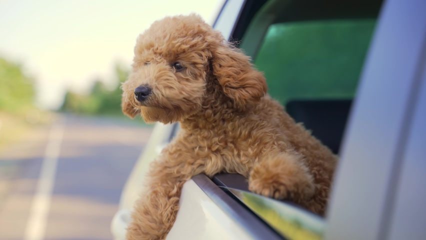 Funny brown curly dog ​​on a trip. Happy curious mini poodle puppy doggie ​​traveling peeks out looking through car window while driving on road. cute small puppies riding watching outside automobile Royalty-Free Stock Footage #1093857189