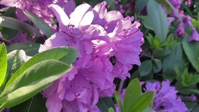 Beautiful pink rhododendron flowers at close range. For video presentation, advertising.