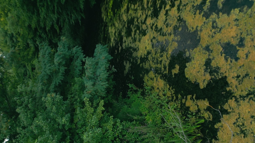 old forest lake shot vertically
