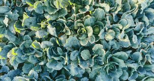 Cabbage garden. Fresh organic homegrown vegetables, top aerial view 4k video